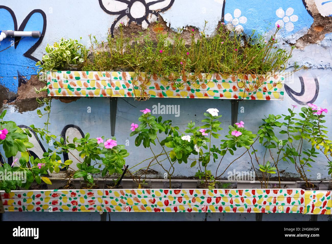 Un muro verde è una struttura verticale costruita intenzionalmente coperta da vegetazione. Le pareti verdi includono un mezzo di crescita applicato verticalmente come suolo. Foto Stock