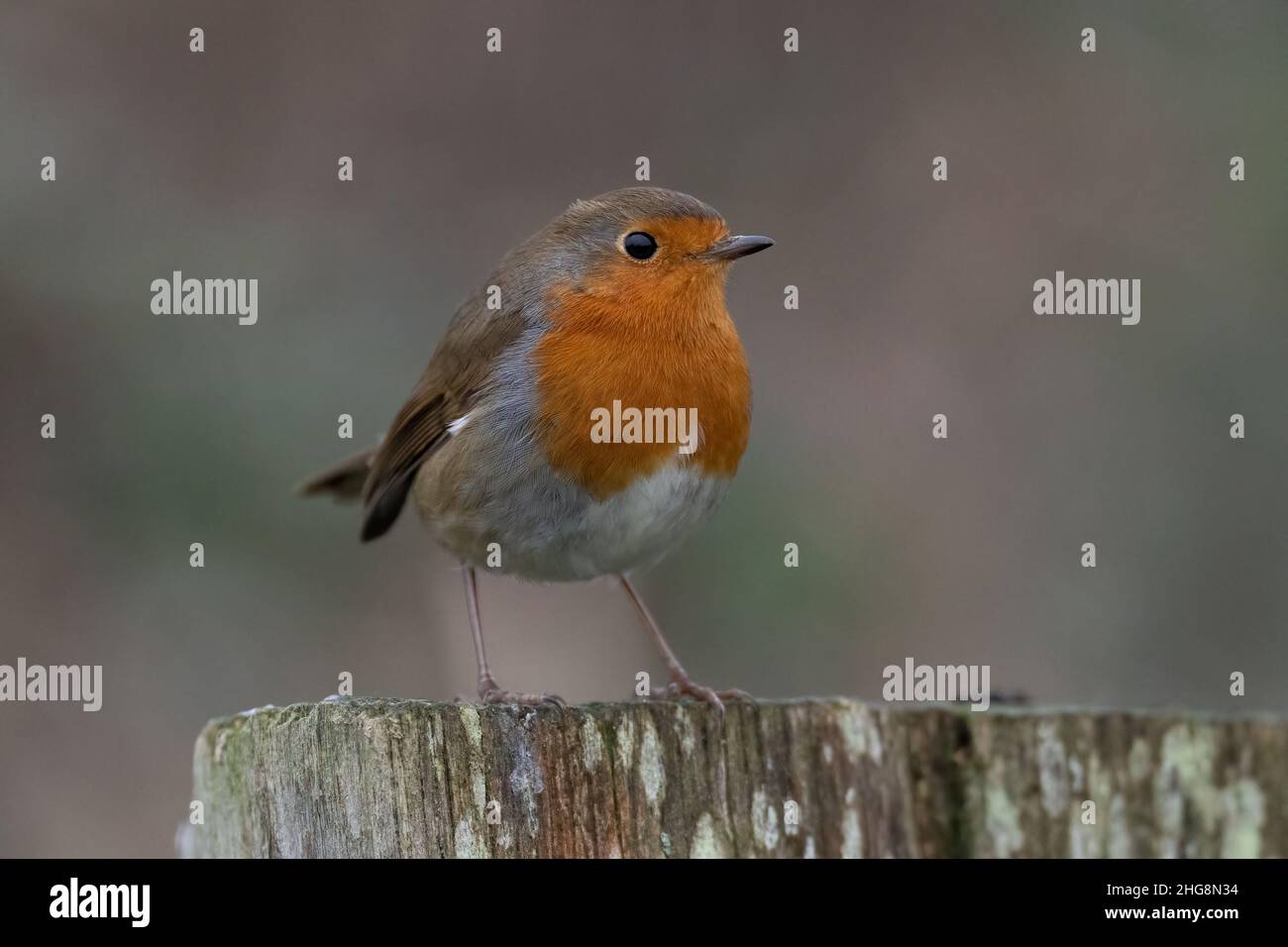 Robin-Erithacus rubecula. Foto Stock