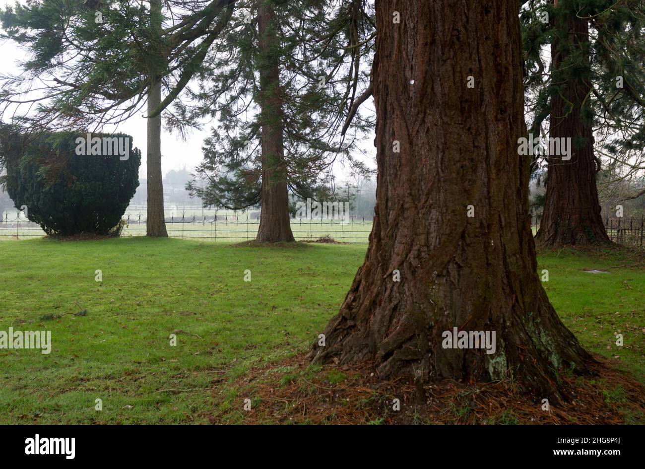Alberi in St. Mary il cantiere della Vergine in inverno, Ullenhall, Warwickshire, Inghilterra, Regno Unito Foto Stock
