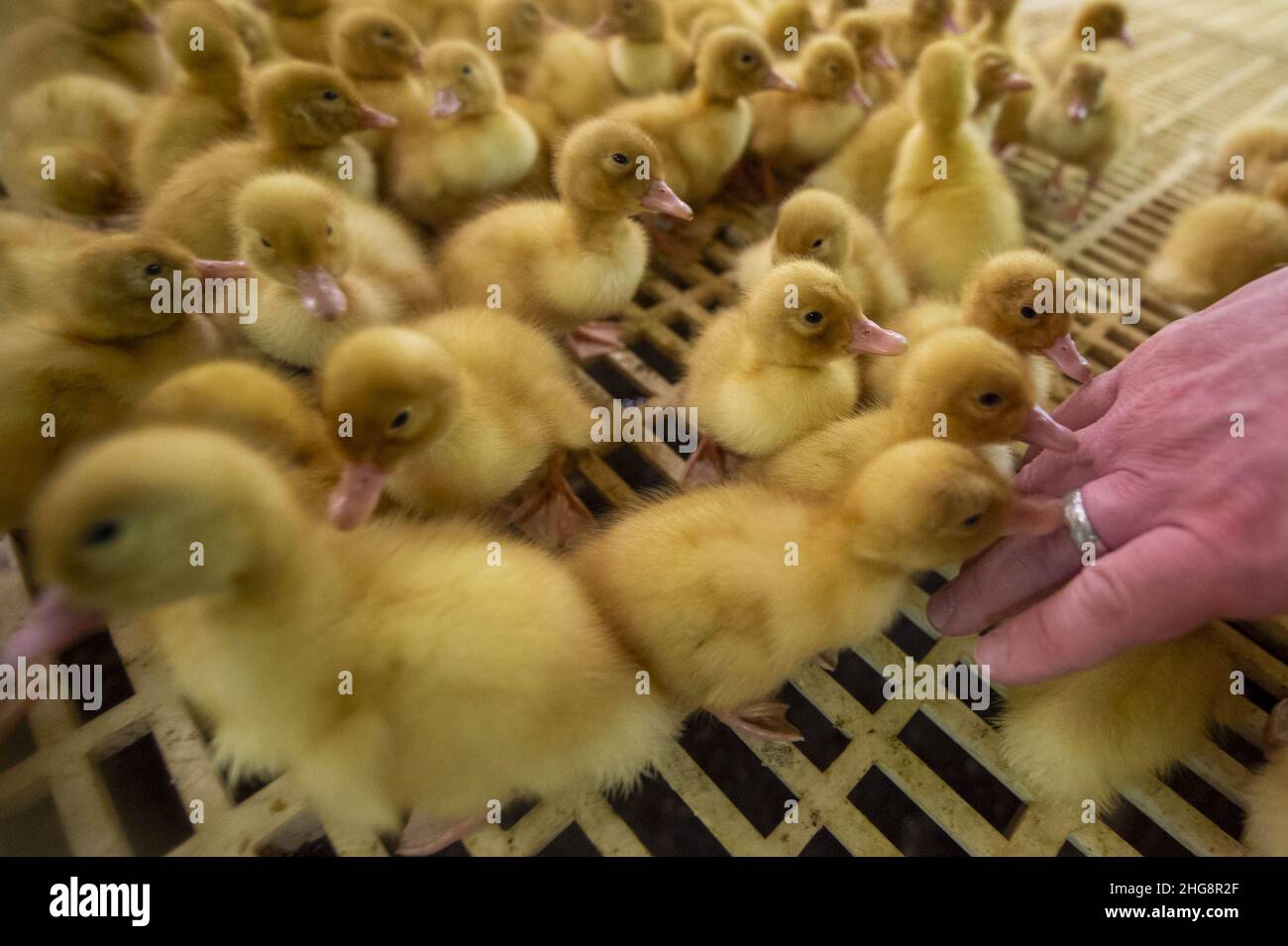 Blatna, Repubblica Ceca. 13th Jan 2022. Vivaio con anatroccoli di due giorni presso l'allevamento di anatre a Blatna, Repubblica Ceca, nella foto del 13 gennaio 2022. Credit: Vaclav Pancer/CTK Photo/Alamy Live News Foto Stock
