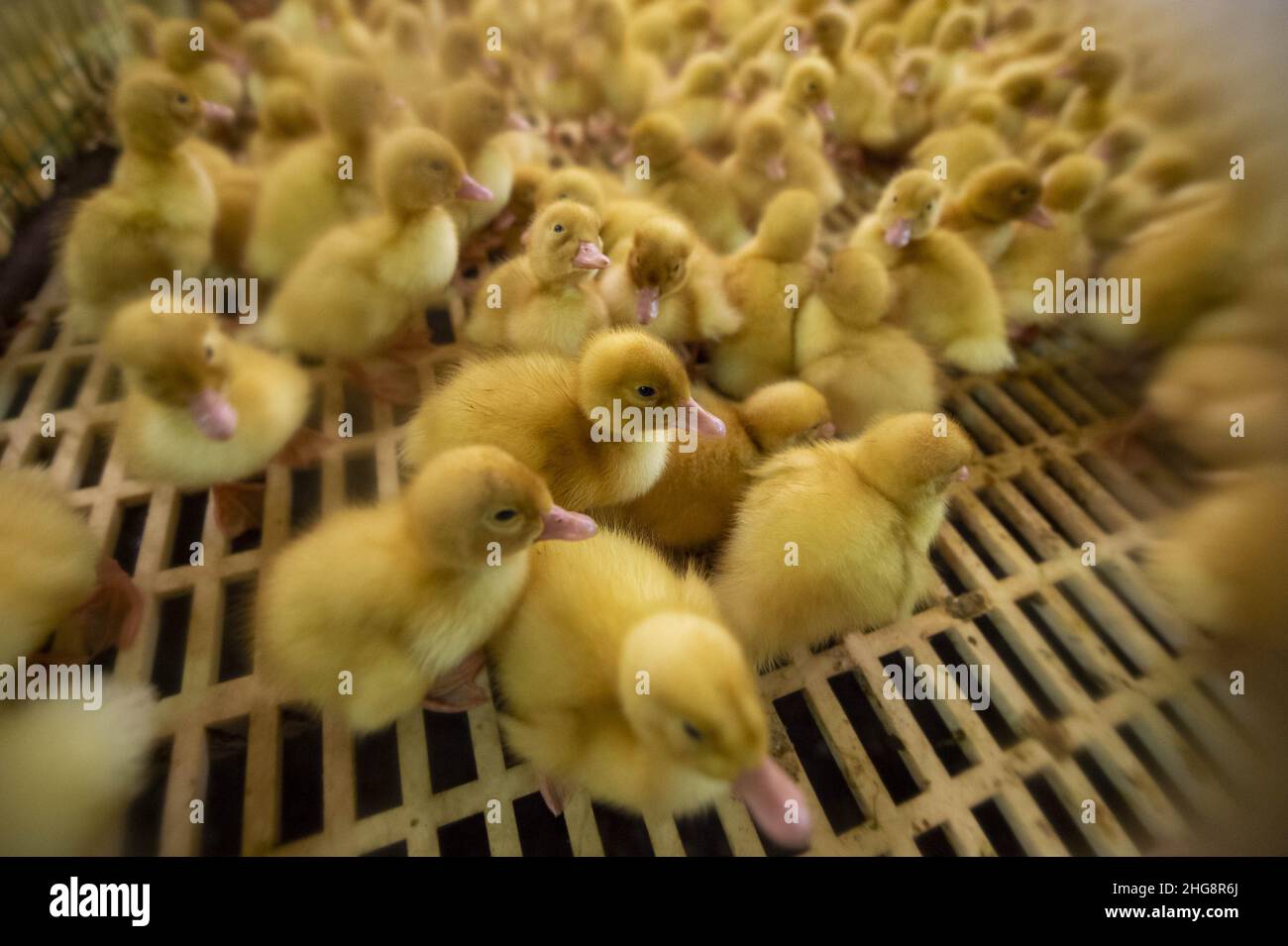 Vivaio con anatroccoli di due giorni presso l'allevamento di anatre a Blatna, Repubblica Ceca, nella foto del 13 gennaio 2022. (CTK Photo/Vaclav Pancer) Foto Stock
