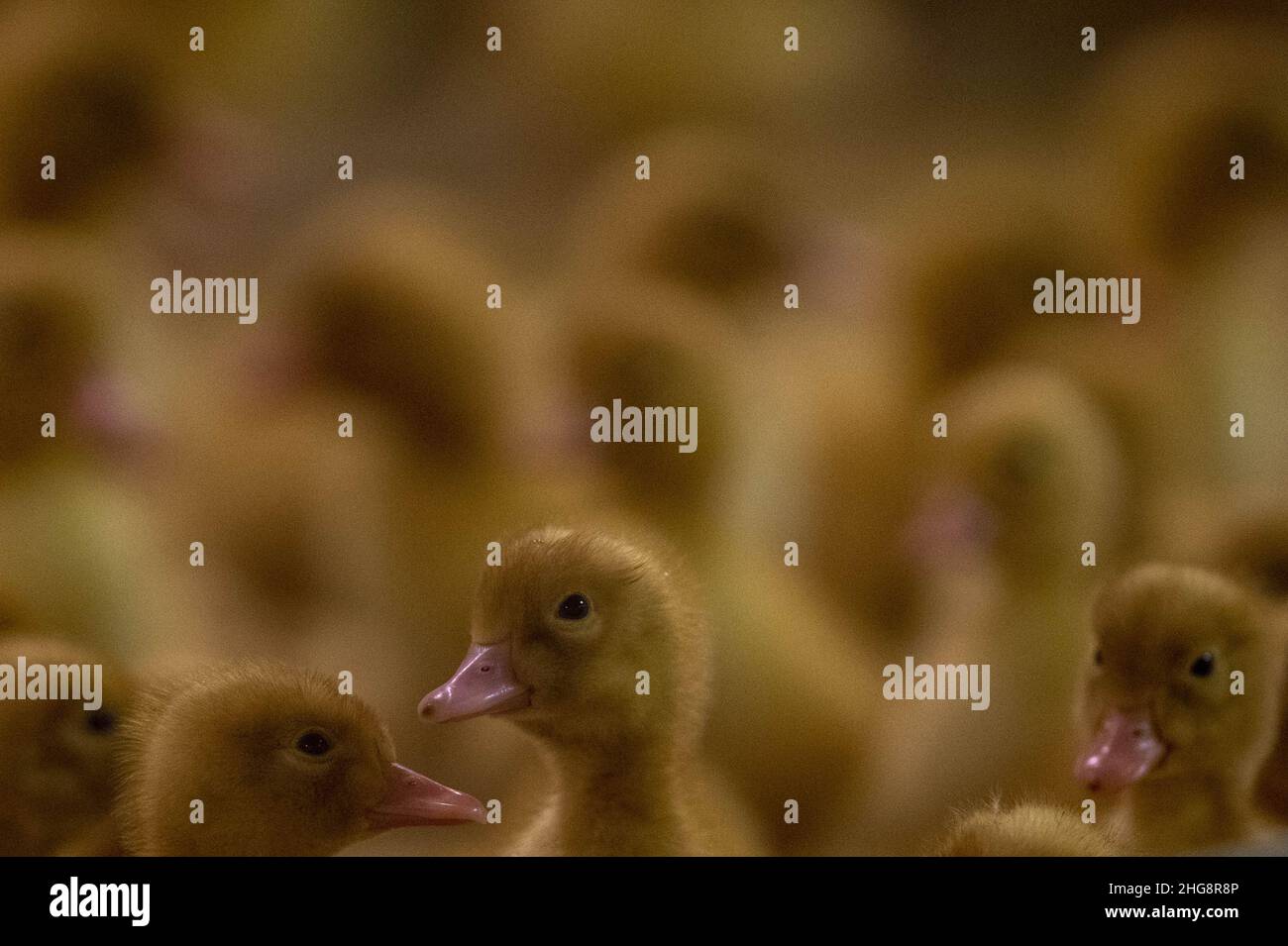 Vivaio con anatroccoli di due giorni presso l'allevamento di anatre a Blatna, Repubblica Ceca, nella foto del 13 gennaio 2022. (CTK Photo/Vaclav Pancer) Foto Stock