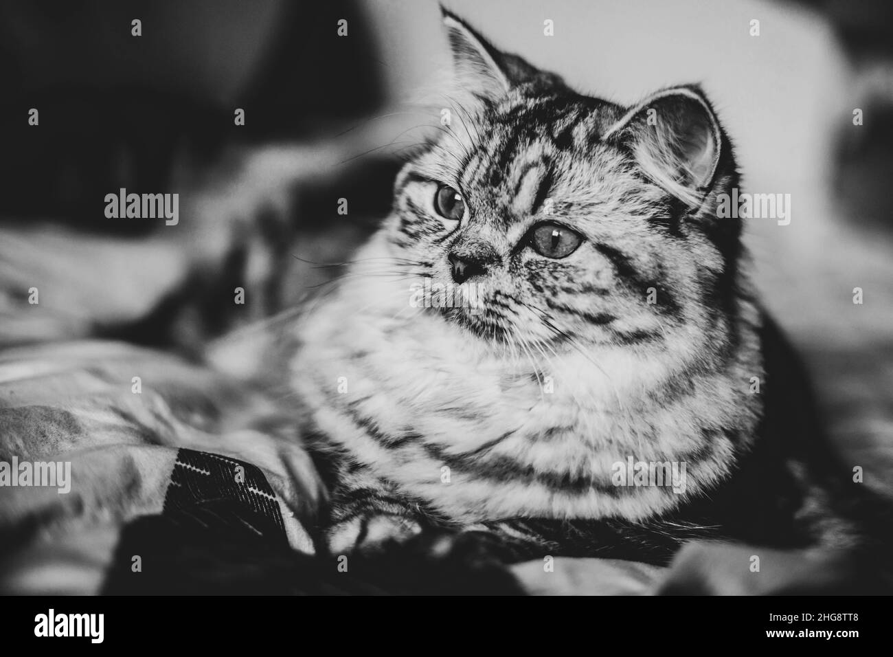 Carino ritratto di gatto persiano seduto sul divano Foto Stock
