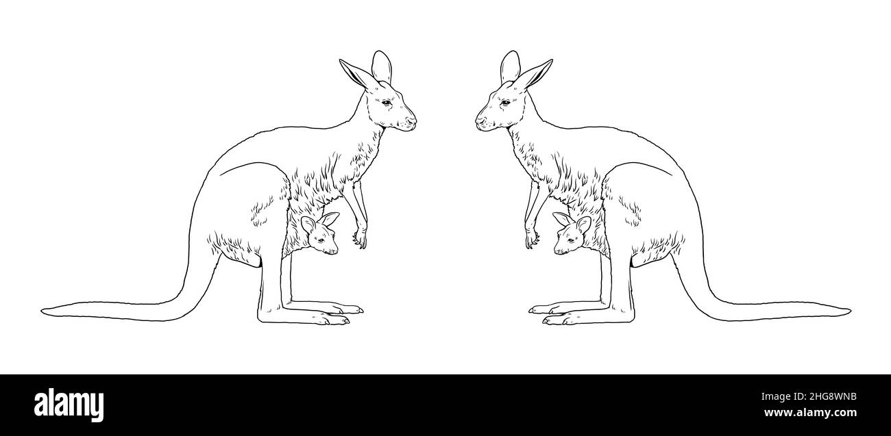 Mama canguro con il bambino in tasca. Animali australiani per la colorazione. Foto Stock