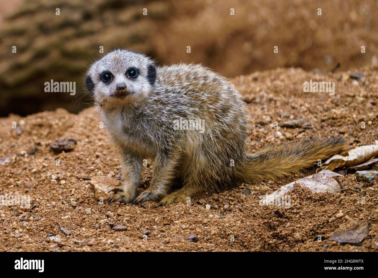 Il piccolo cub meerkat (Suricata suricatta) si siede su una sabbia. Foto Stock