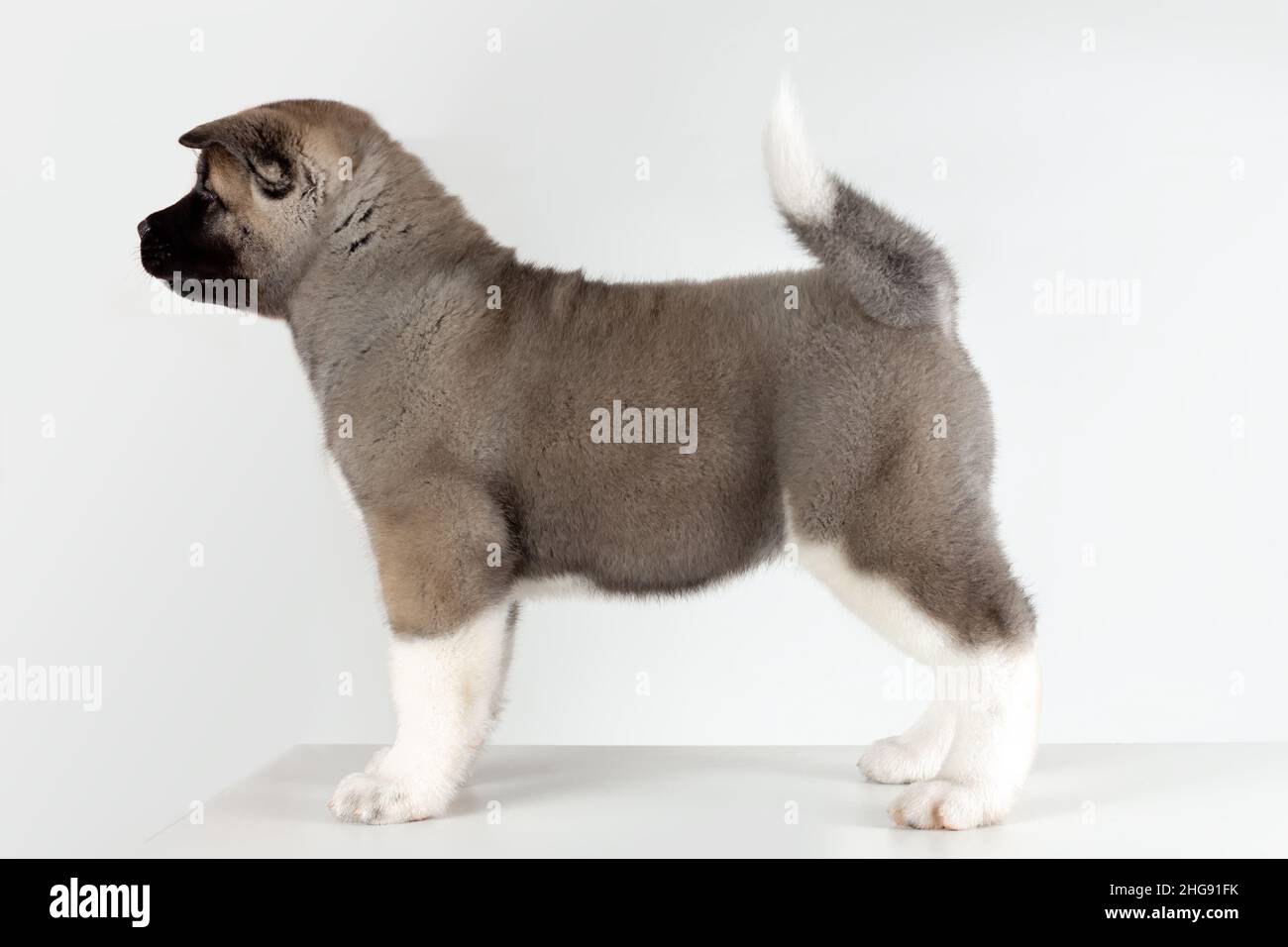 vista del profilo di cucciolo di cane americano akita razza in piedi su sfondo grigio Foto Stock