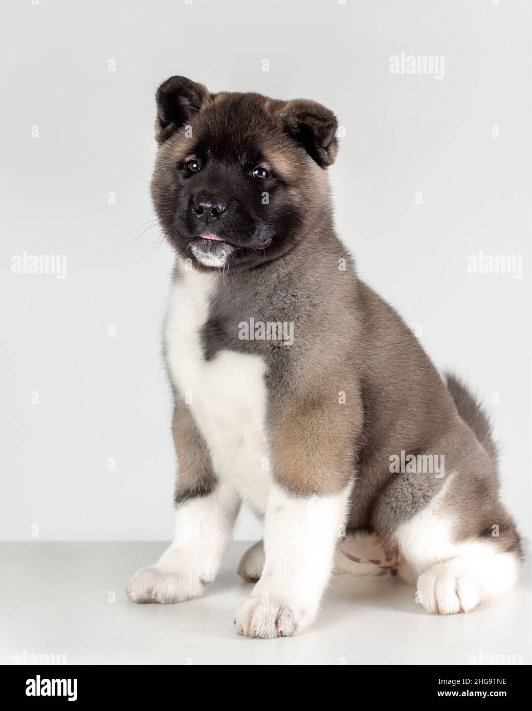 divertente cucciolo piccolo di cane americano akita razza seduta su sfondo grigio Foto Stock