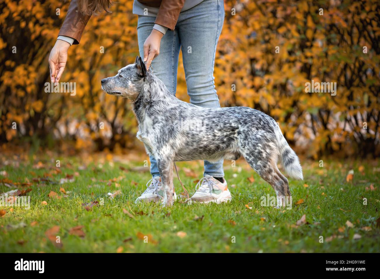 Bel cane maschio di razza bovina australiana cane o heeler blu che esegue obbedienza con il proprietario in mostra o mostra alla natura Foto Stock