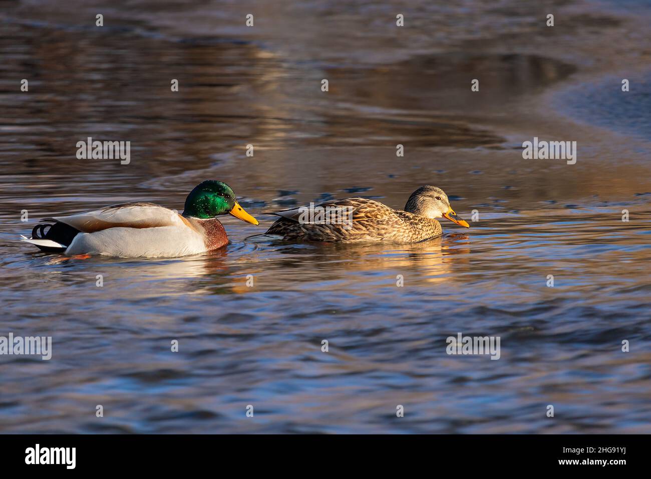 coppia di mallards sull'acqua - un maschio e un femmina anatre Foto Stock