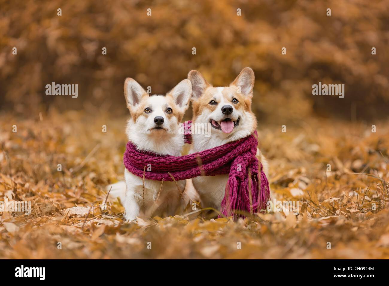 Ritratto di due corgi gallesi pembroke razza cani seduti insieme con sciarpa in autunno natura Foto Stock