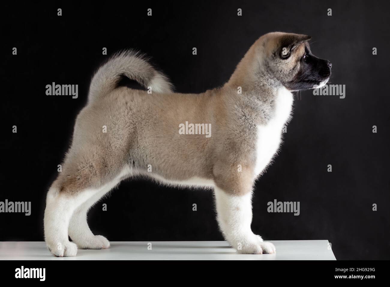 vista del profilo di purebred piccolo cucciolo di american akita razza cane in piedi su sfondo nero Foto Stock