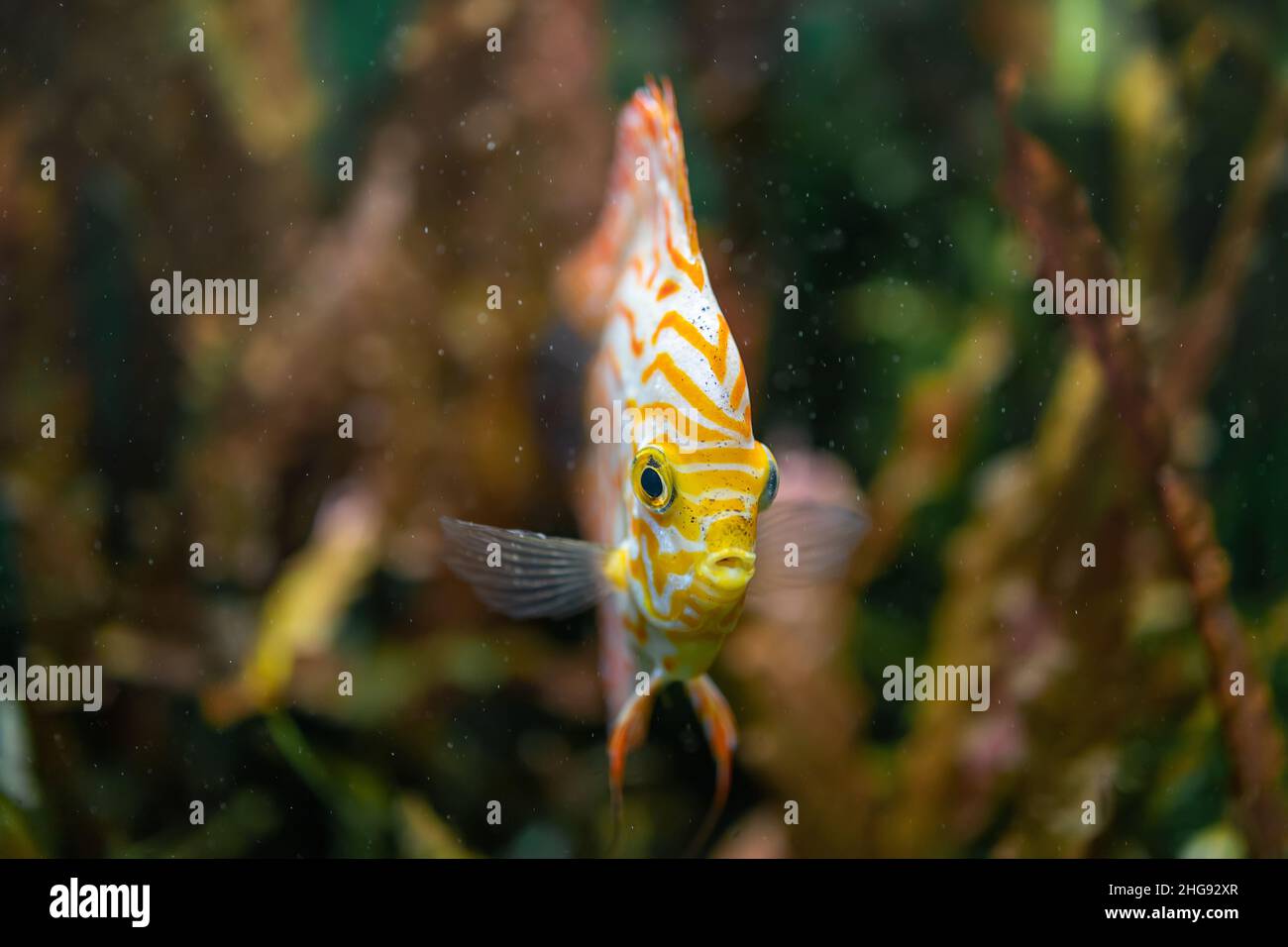 Pesce discus sotto l'acqua tra le alghe. Vista frontale Foto Stock