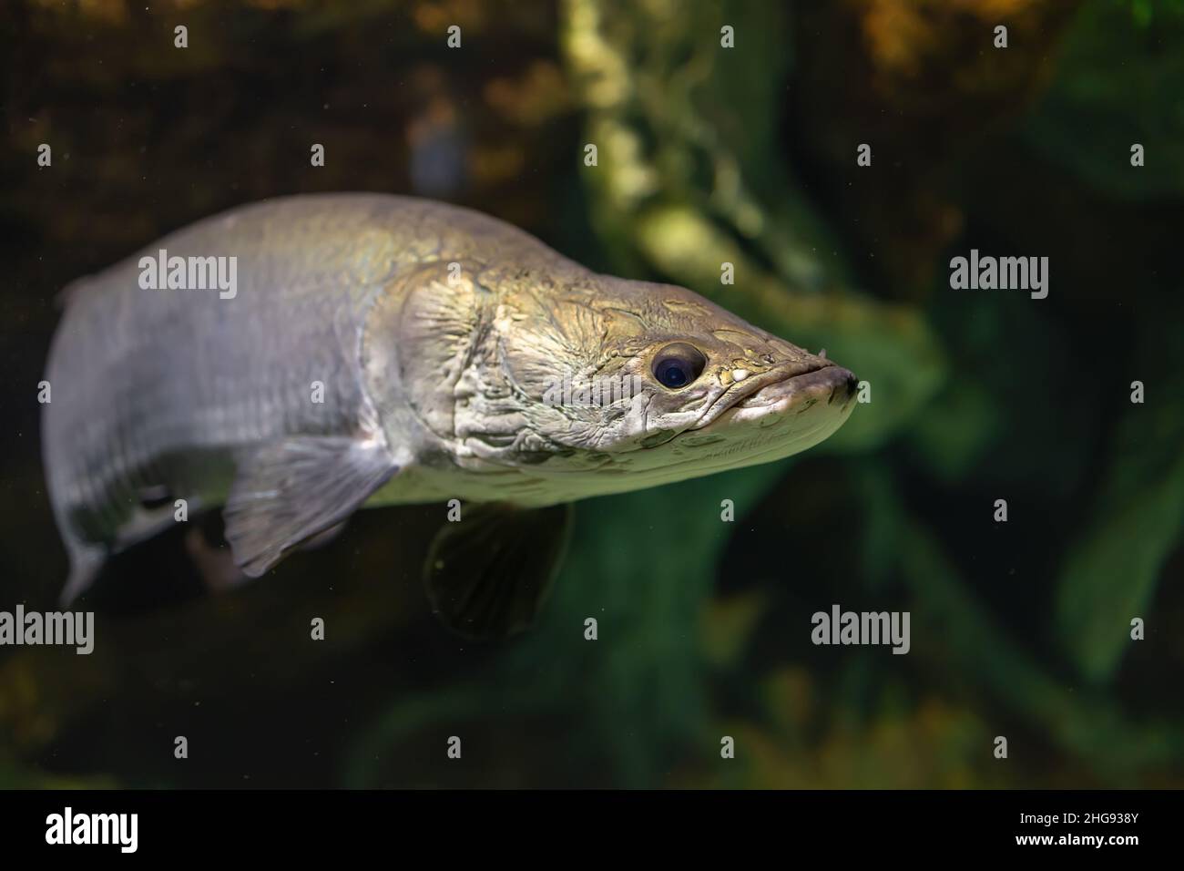 Ritratto di gigas arapaima o pesce pirarucu sotto l'acqua del fiume tropicale Amazzonia. Fauna selvatica in natura. Messa a fuoco selettiva Foto Stock