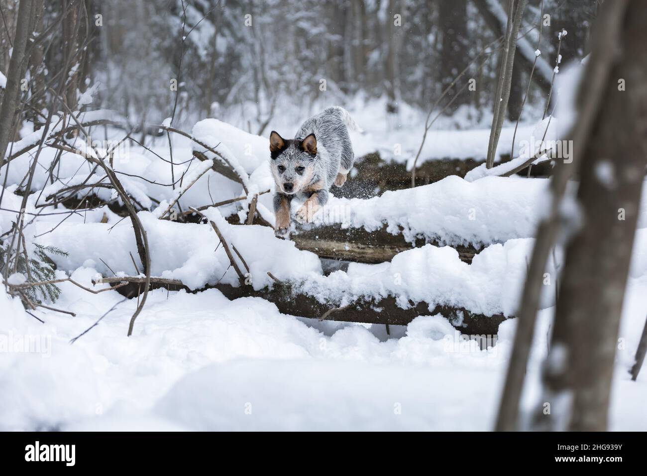 Esecuzione attiva cucciolo di bestiame australiano cane o blu Heeler all'aperto nella foresta invernale con neve Foto Stock