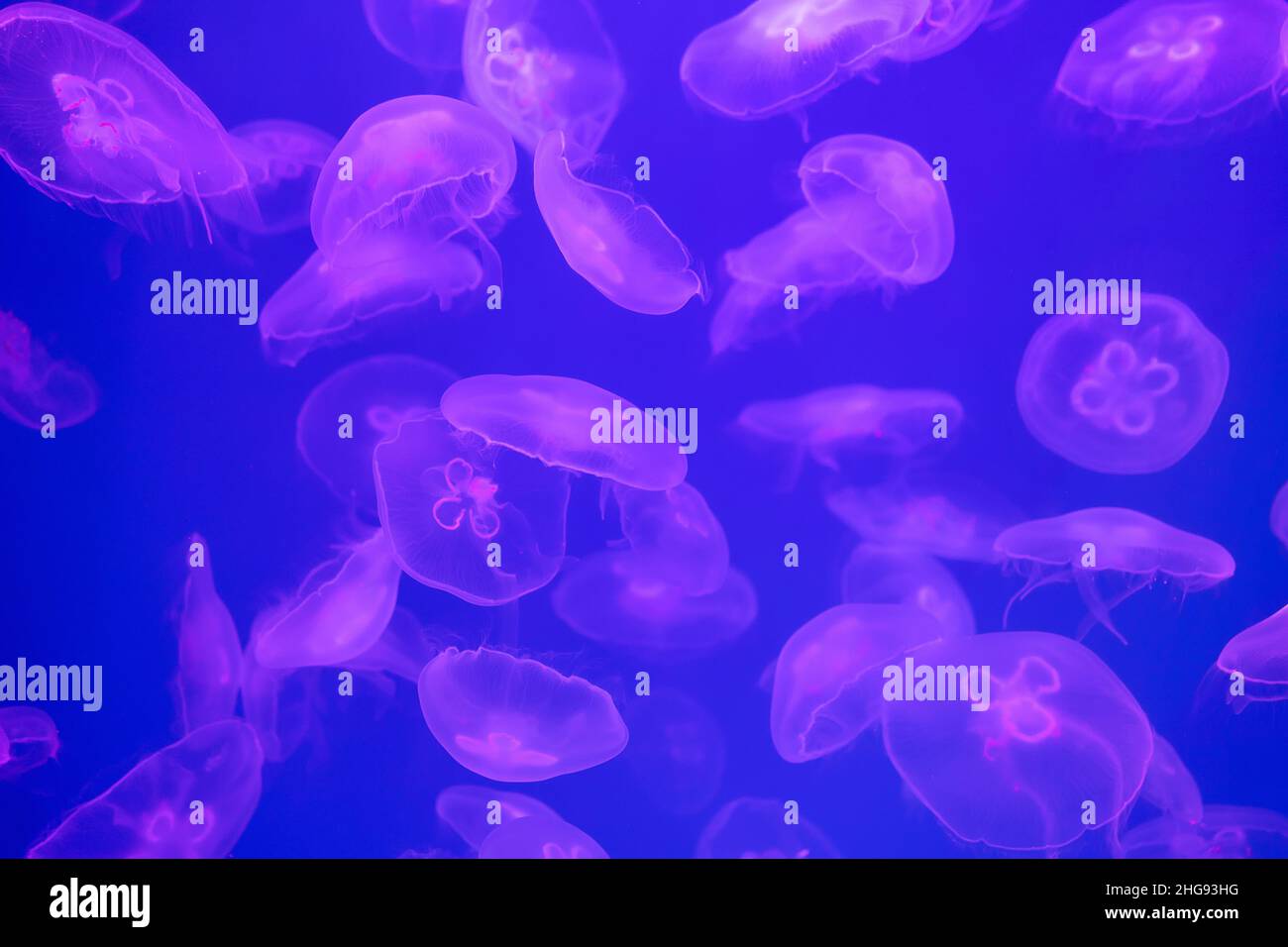 Meduse rosa in acqua blu Foto Stock