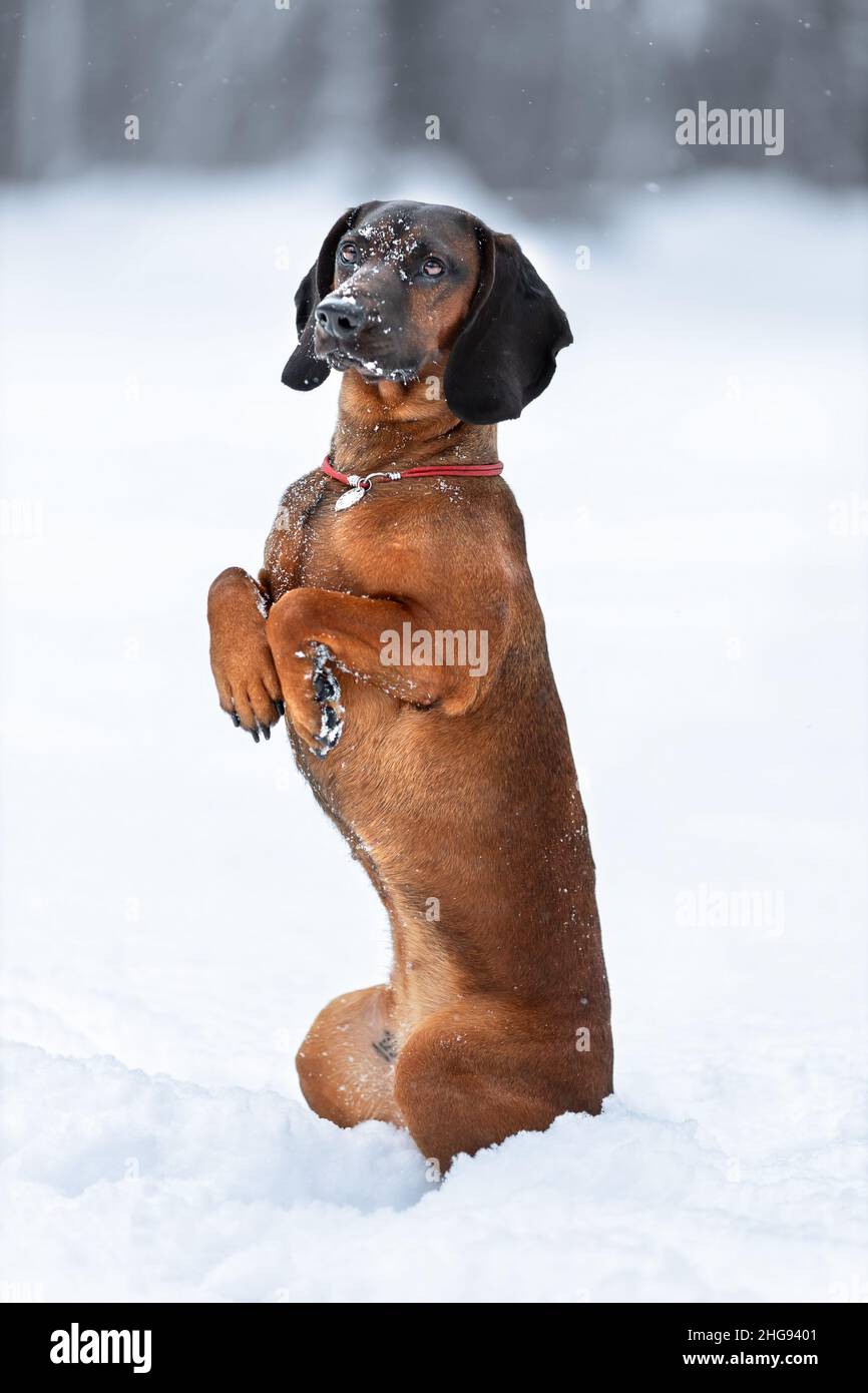 Divertente carino bruno bavarese cane hound formazione trucchi in inverno natura sulla neve Foto Stock