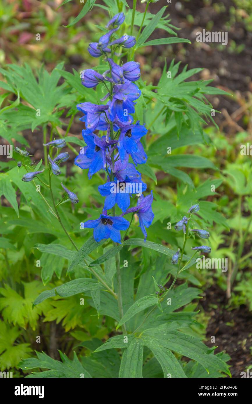 Alto cespuglio di delphinium con fiori decorativi blu in rugiada Foto Stock