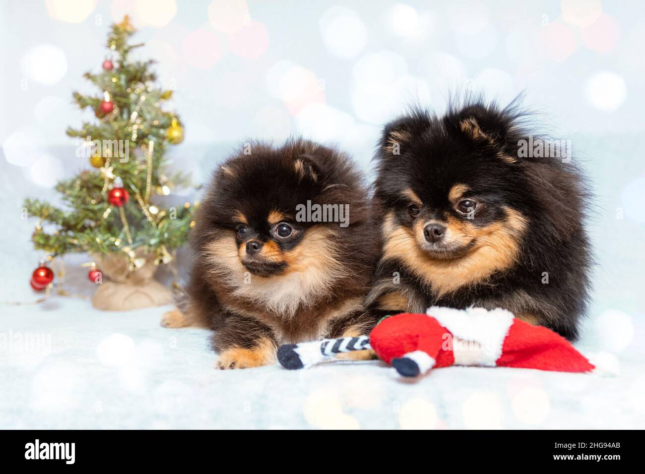 Due cani carini di spitz pomeraniano si riproducono insieme sullo sfondo dell'albero di natale. Concetto di nuovo anno. Foto Stock