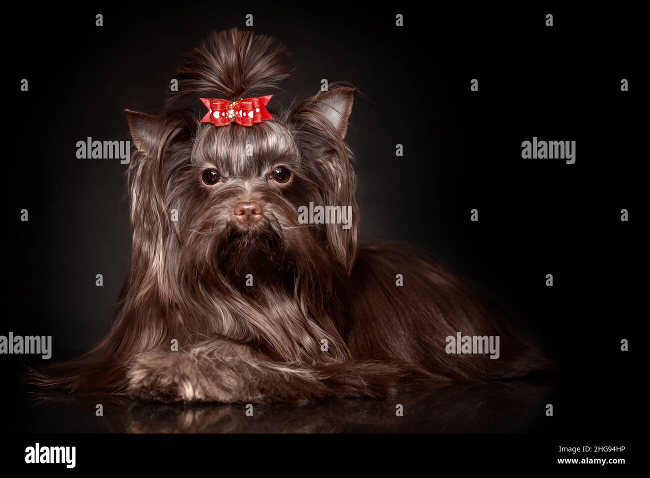 Bellissimo cane terrier Yorkshire con capelli lunghi di colore marrone scuro cioccolato con arco rosso adagiato su sfondo nero Foto Stock