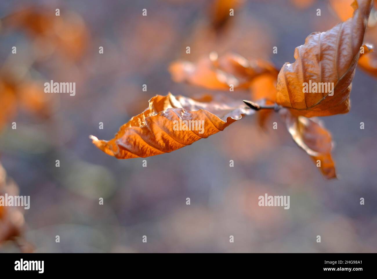 foglie marroni su ramo di albero in inverno, norfolk, inghilterra Foto Stock