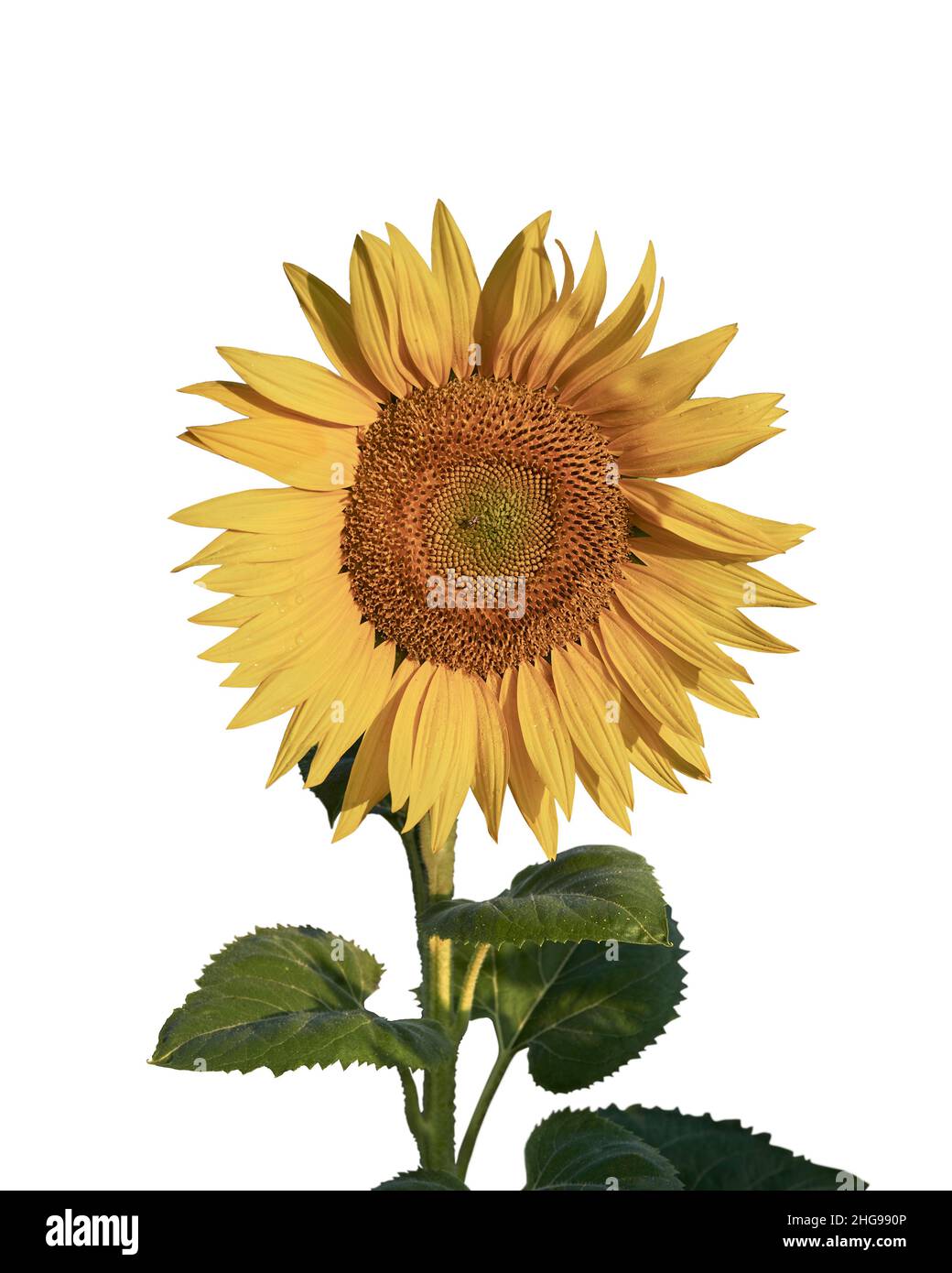 Testa di girasole a fiore singolo (Helianthus Annus). Girasole giallo tagliato su sfondo bianco Foto Stock