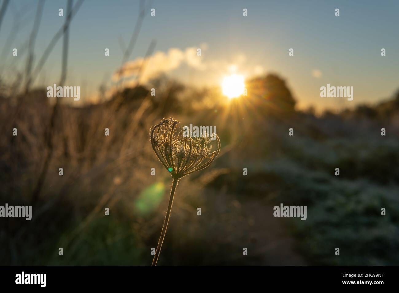 Primo piano di un fiore di carota selvaggia, Daucus carota maximus, all'alba in una soleggiata giornata invernale sull'isola di Maiorca, Spagna Foto Stock