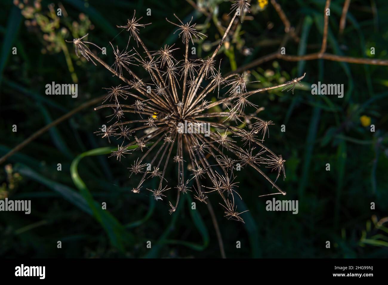 Primo piano di un fiore di carota selvaggia, Daucus carota maximus, all'alba in una soleggiata giornata invernale sull'isola di Maiorca, Spagna Foto Stock