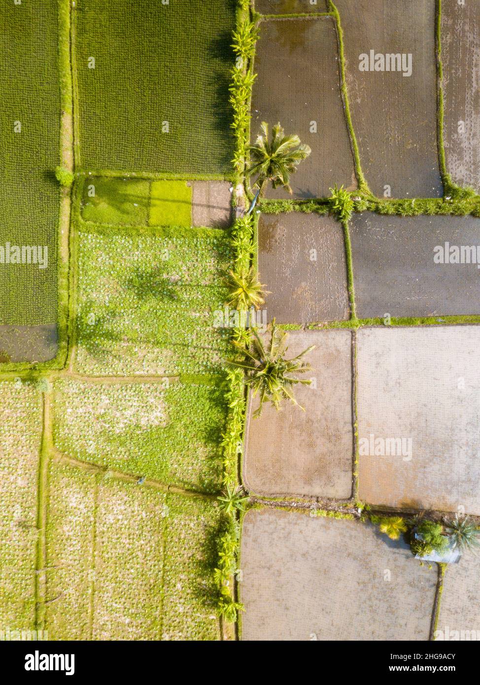 Vista aerea dei campi di riso delimitati da palme, Tegalalalang, Bali, Indonesia Foto Stock