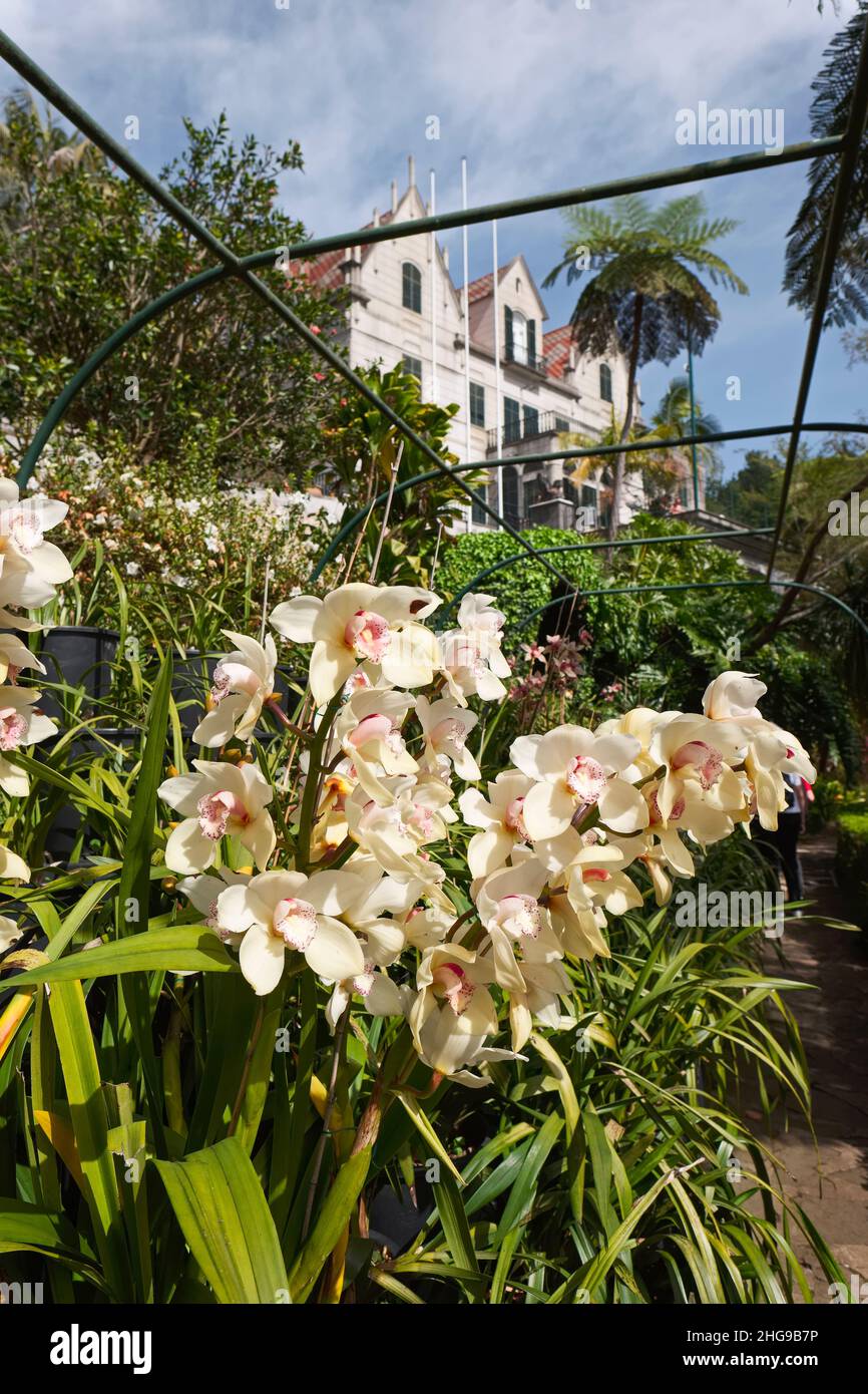 Orchidee in Monte Palace Giardino tropicale  Madeira Portogallo Foto Stock