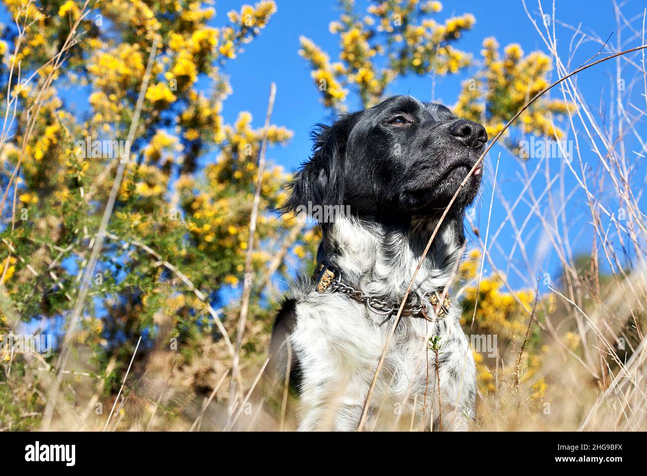 Cane sullo sguardo fuori. Foto Stock