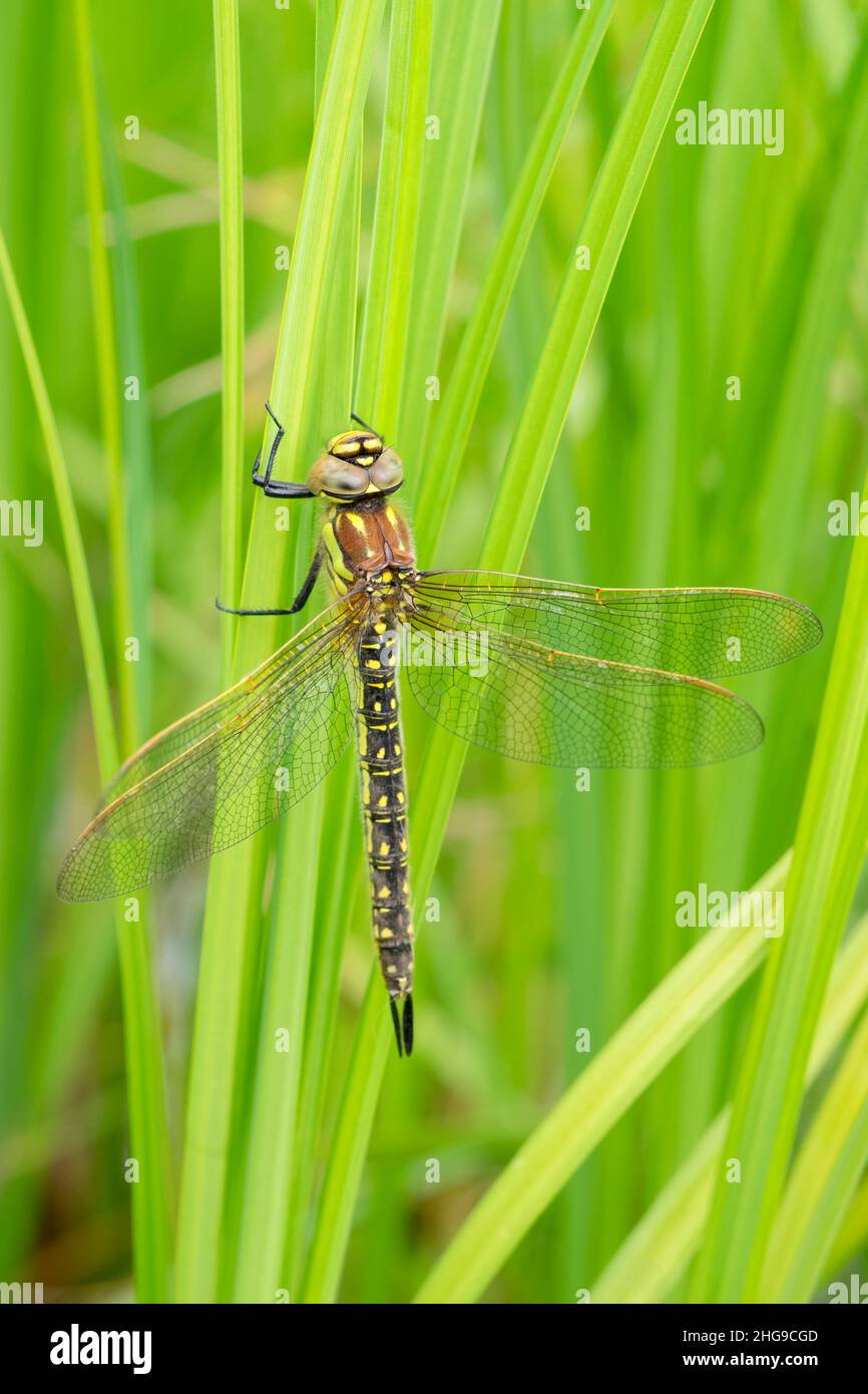 Brachytron pratense, Hairy Dragonfly - femmina  Norfolk UK Foto Stock