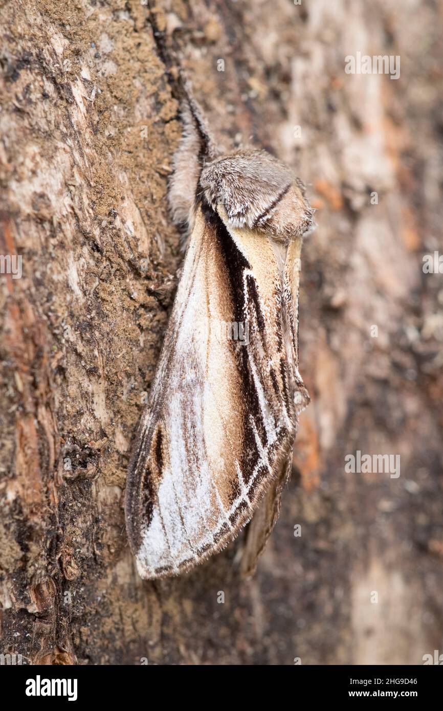 Pheosia tremula, Swallow prominente Moth su Birch Trunk  Norfolk UK Foto Stock