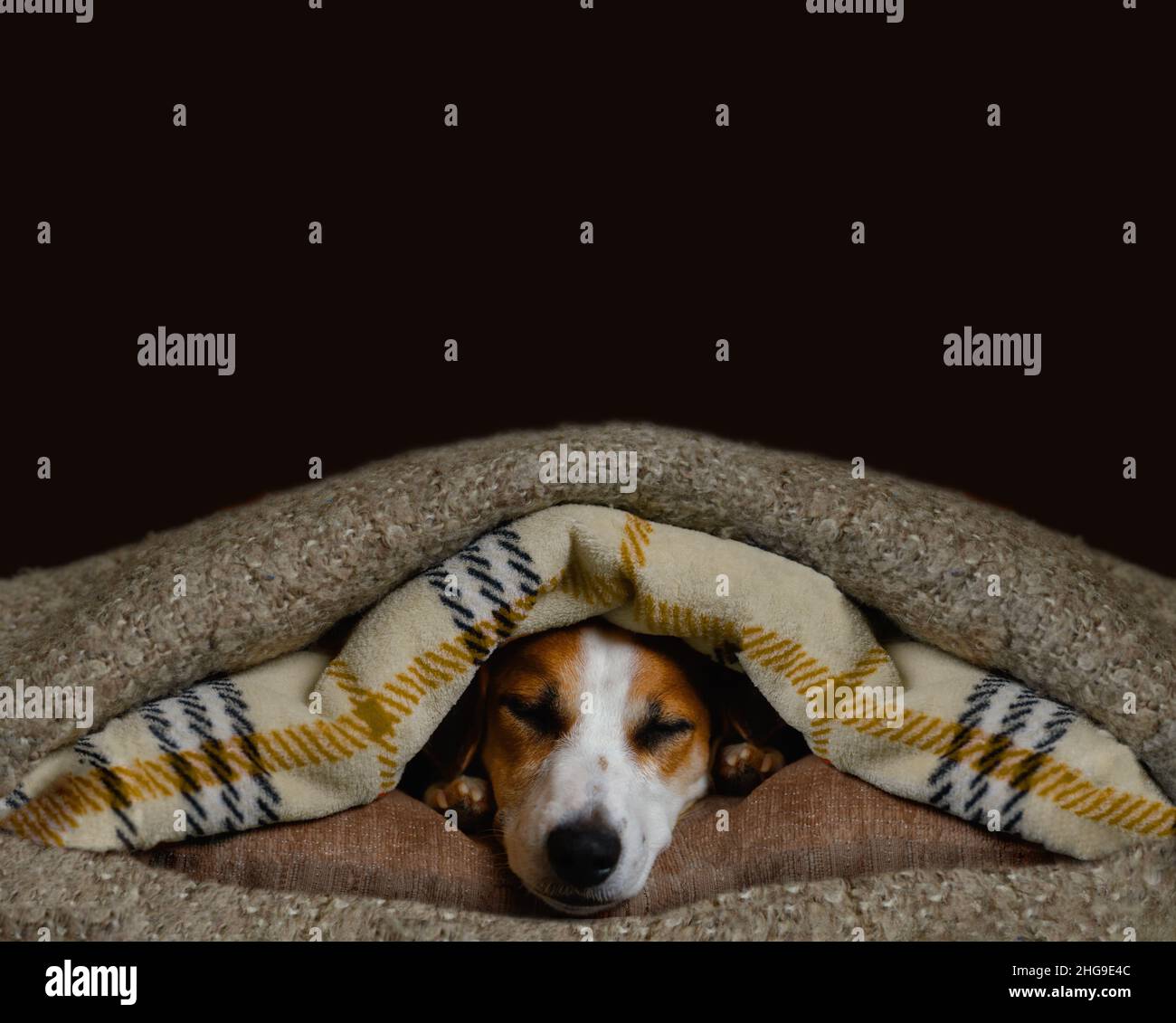Gli animali domestici di età superiore potranno gustare un lungo pisolino pomeridiano la sera sotto la coperta. Inserire il testo. Foto Stock