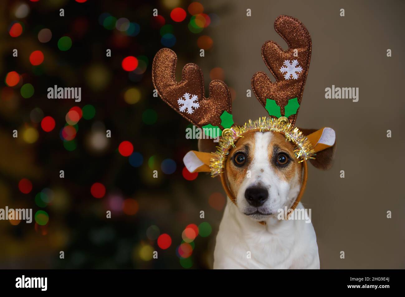 Sfondo di Natale con jack russell cane in cappello da festa. Concetto di vacanza di nuovo anno. Foto Stock