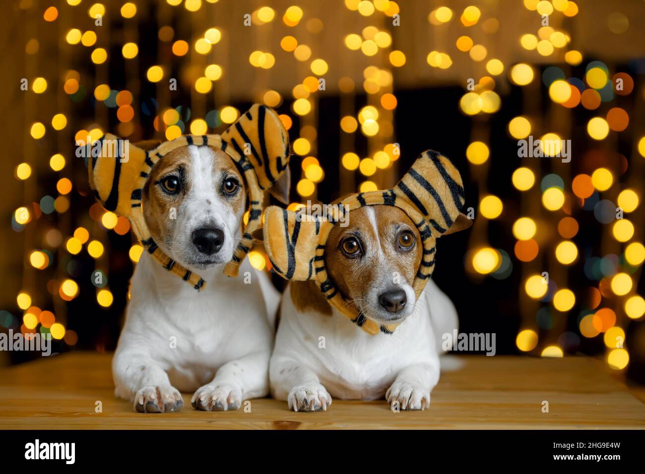 Sfondo di nuovo anno con jack russell cani in cappello da festa. 2022 anno tigre. Foto Stock Sfondo di nuovo anno con jack russell cani in cappello da festa. 2022 anno tigre. Foto Stock