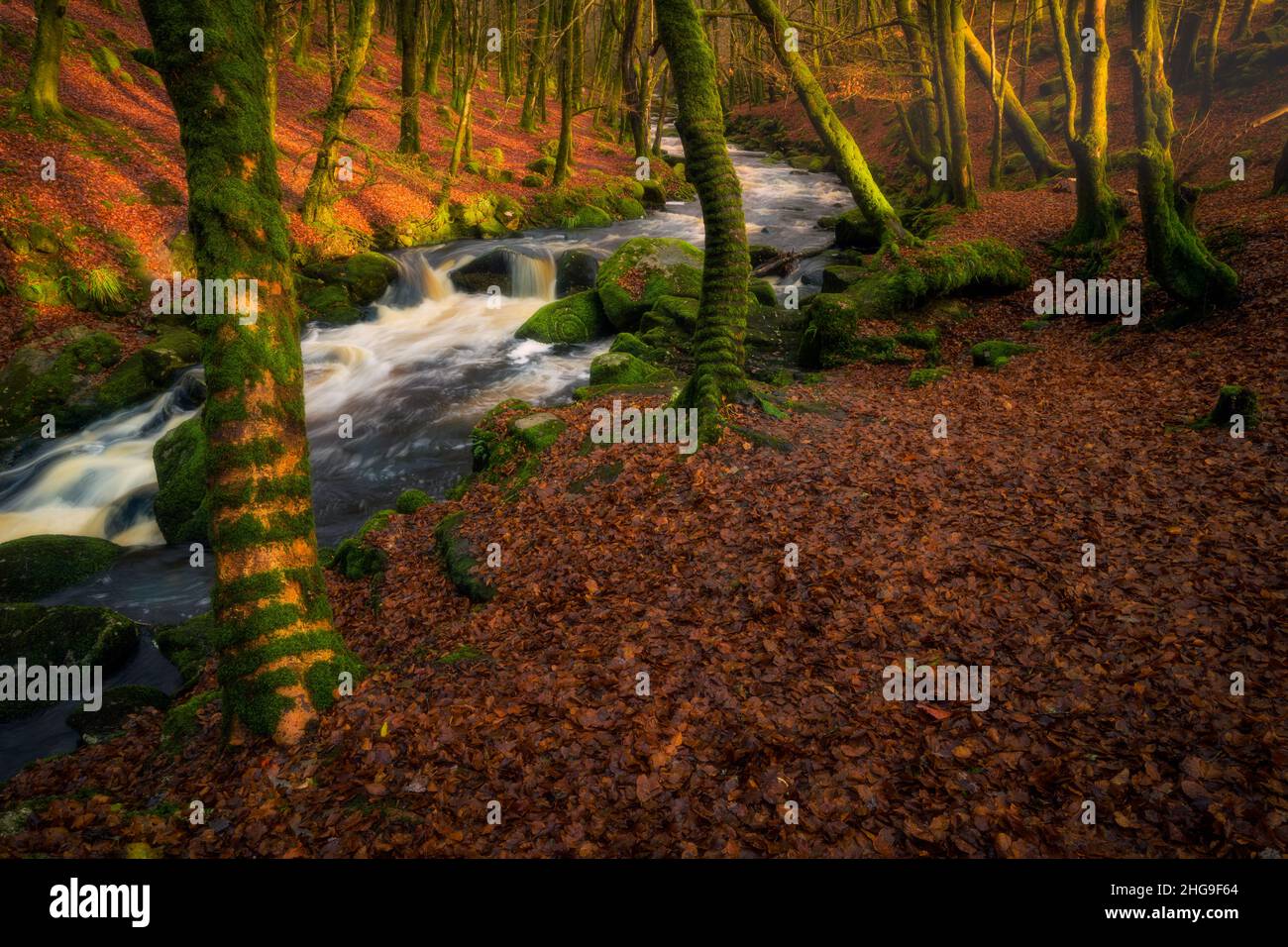 Simboli celtici nella foresta magica, Irlanda Foto Stock