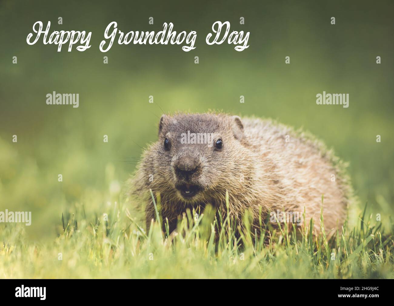 Testo scritto del giorno felice di Groundhog con il giovane Groundhog (Monax Marmota) in erba su sfondo verde morbido Foto Stock