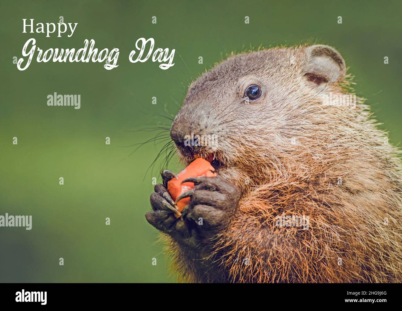 Felice testo scritto del giorno di Groundhog con il giovane Groundhog (Monax Marmota) primo piano con carota in mano morbido sfondo verde Foto Stock