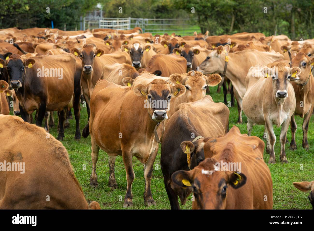 Un gregge di mucche da latte di Jersey, Yorkshire, Regno Unito Foto Stock