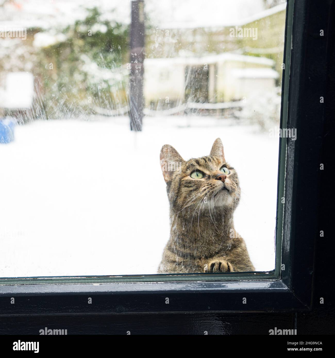 Un gatto tabby grigio che guarda attraverso una finestra a cui si chiede sia lasciato dentro Foto Stock