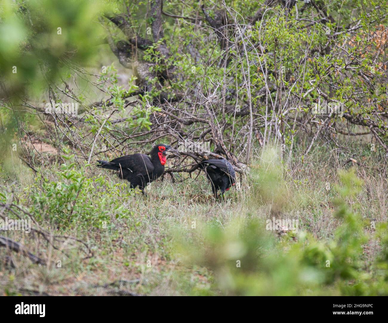 Il Southern Ground Hornbill è il più grande hornbill del mondo ed è anche noto come Ground Hornbill e African Ground Hornbill. Foto Stock
