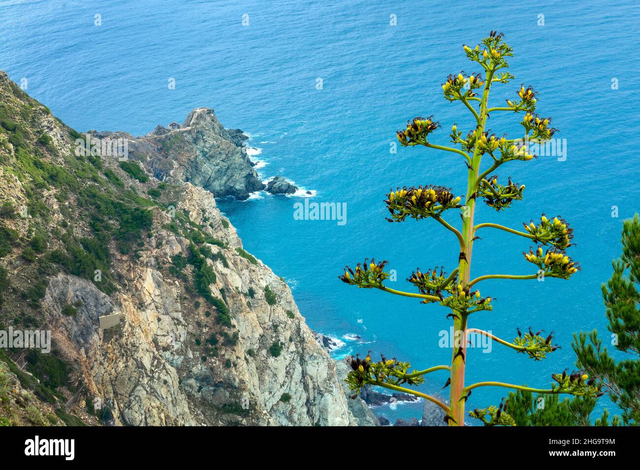 Agave fiore, costa mediterranea con rocce e acqua blu sullo sfondo Foto Stock