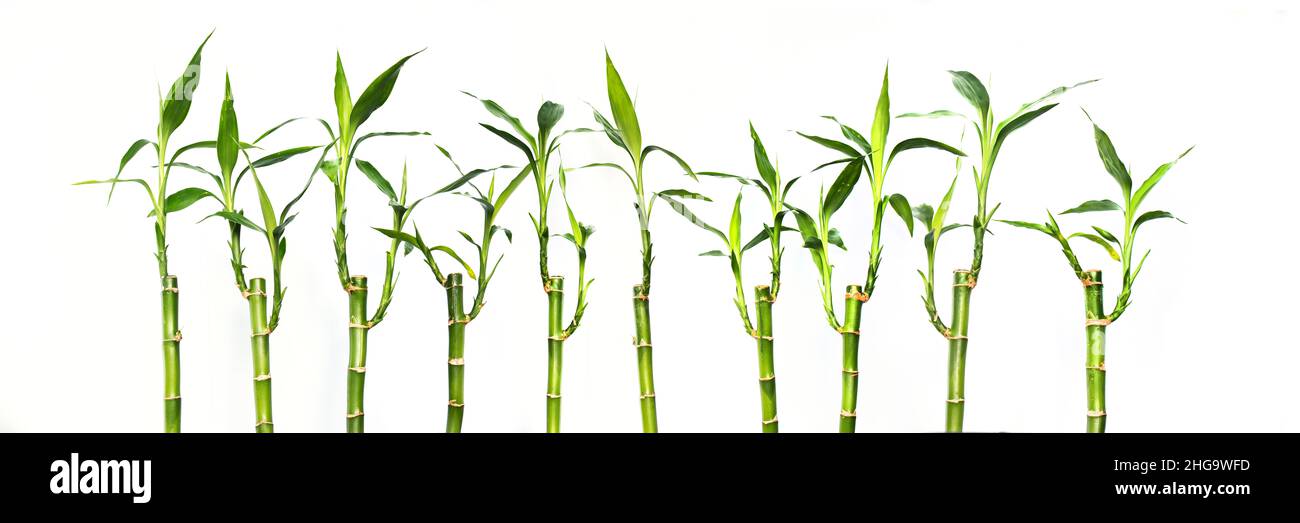 Fortunati bambù isolati su sfondo panoramico bianco, banner web Foto Stock