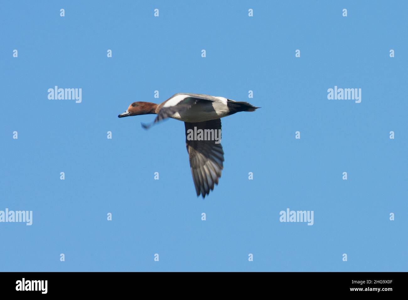 Wigeon, Anas penelope, anatra maschio che vola in un cielo blu, piumaggio invernale, Regno Unito Foto Stock