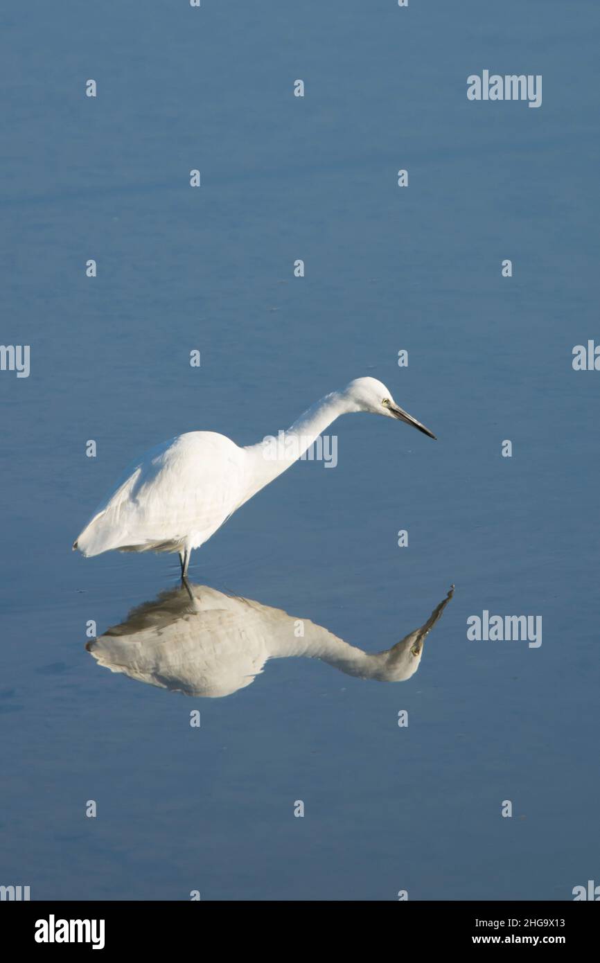 Little Egret, Egretta garzetta, in piedi in acqua con un riflesso specchio perfetto, alimentazione, Pagham Harbour, Sussex, UK, Gennaio. Foto Stock