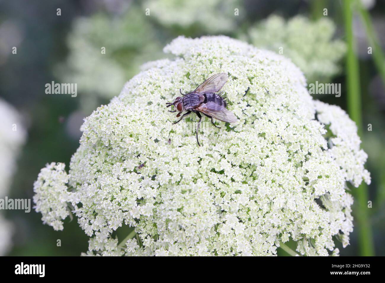 Setole per adulti mosca della famiglia Tachinidae Foto Stock
