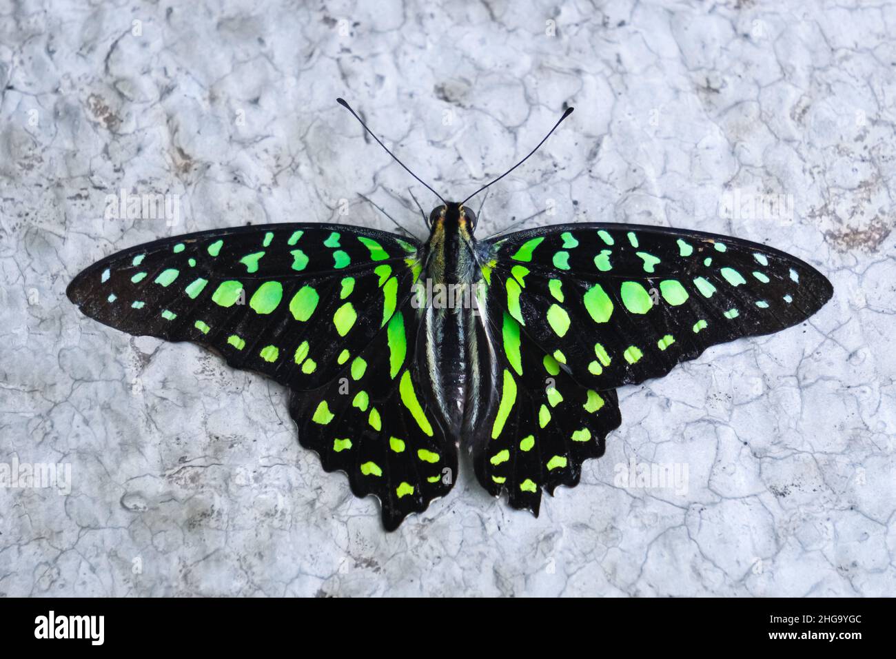 Vista Graphium Agamemnon (prigione a coda di rondine). Bel colore verde e motivo. Konya Tropical Butterfly Valley, Turchia. Foto Stock