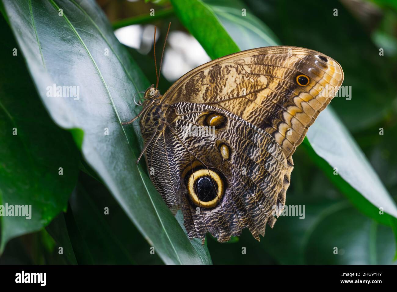Farfalla gufo gigante (Caligo memnon) vista su foglia verde. Konya Tropical Butterfly Valley, Turchia Foto Stock