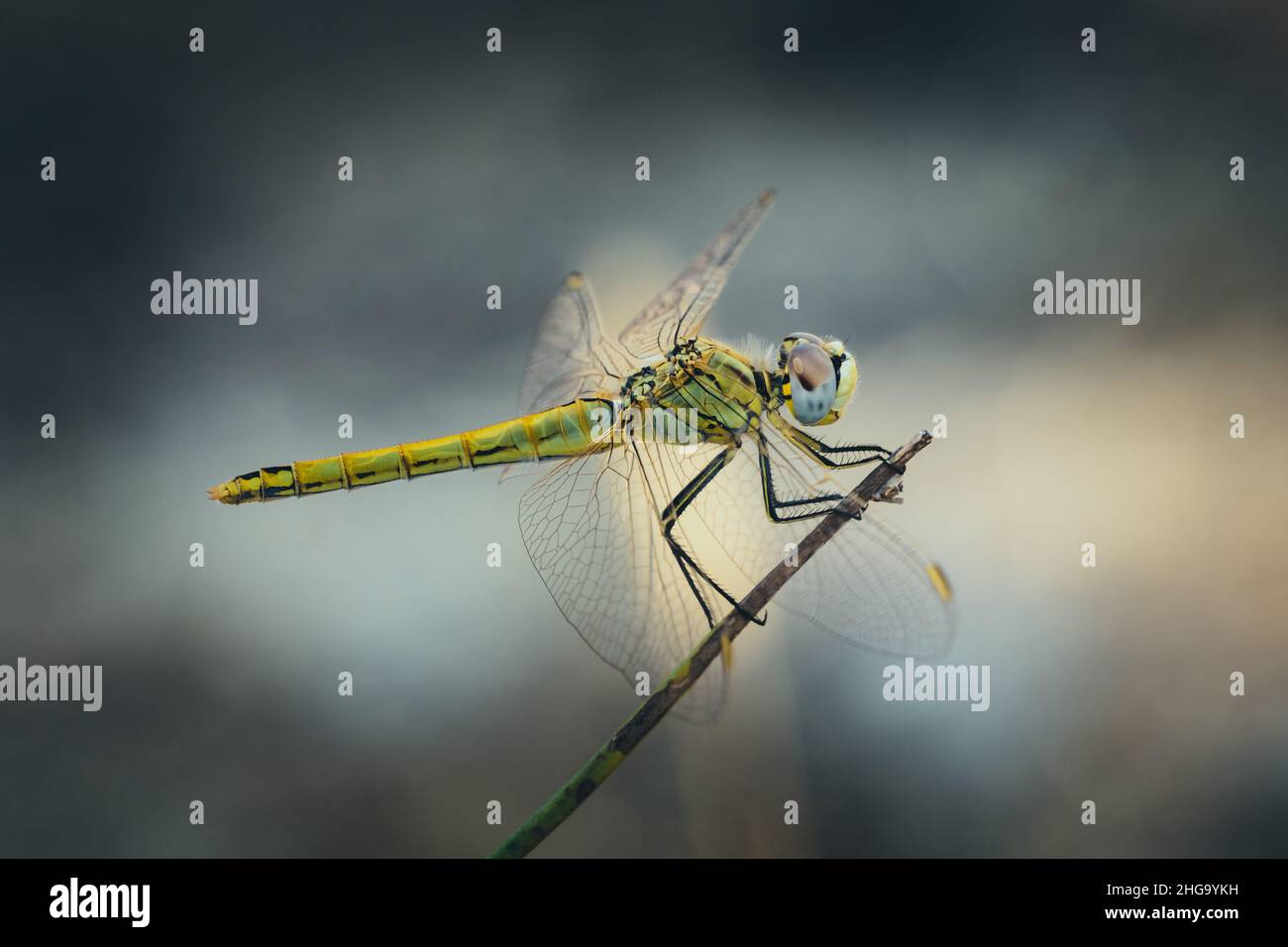 Vista Dragonfly gialla sul ramo. (Sympetrum vulgatum) Foto Stock