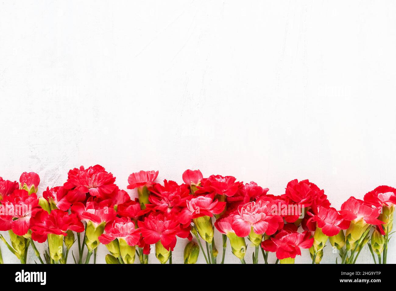 I fiori rossi del garofano delimitano su uno sfondo chiaro. Festa della mamma, giorno di San Valentino, concetto di festa di compleanno. Vista dall'alto, spazio di copia per il testo Foto Stock